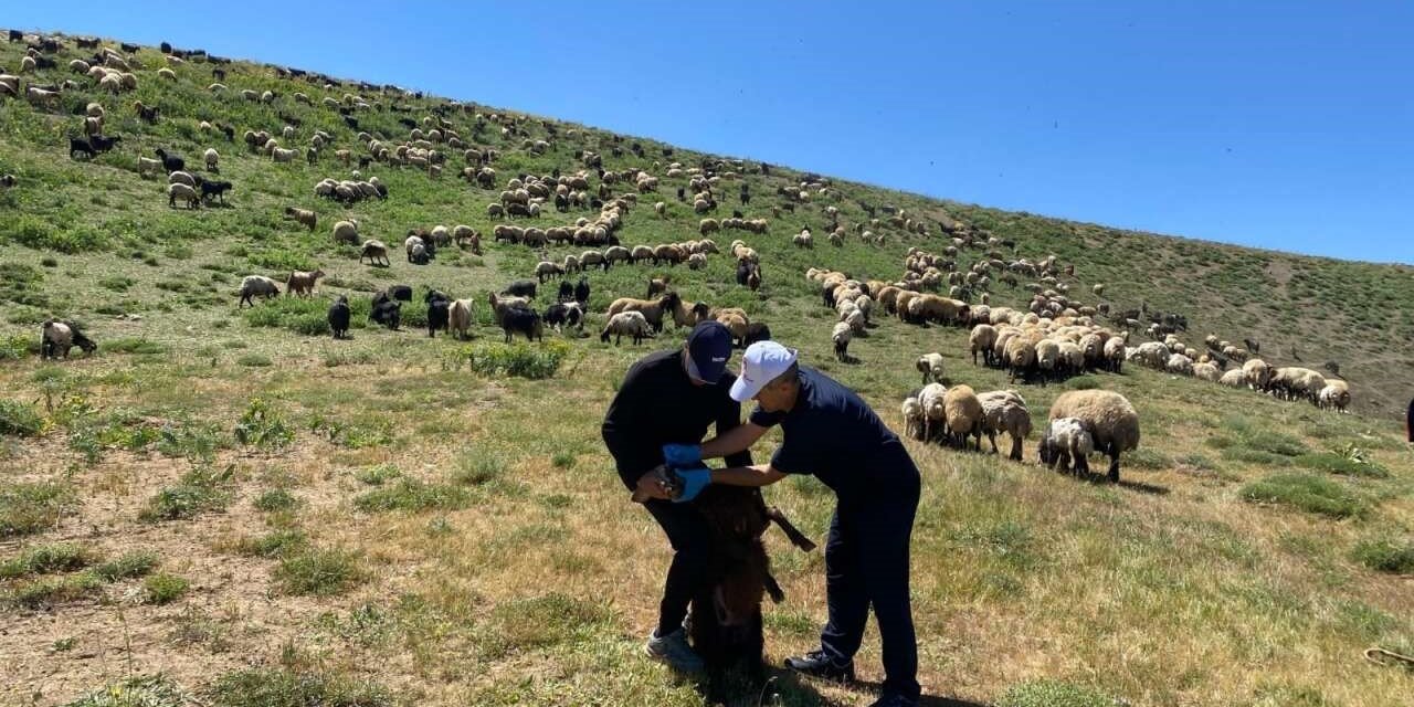 Şırnak’ta veteriner hekimlerden sağlık taraması ve eğitim seferberliği