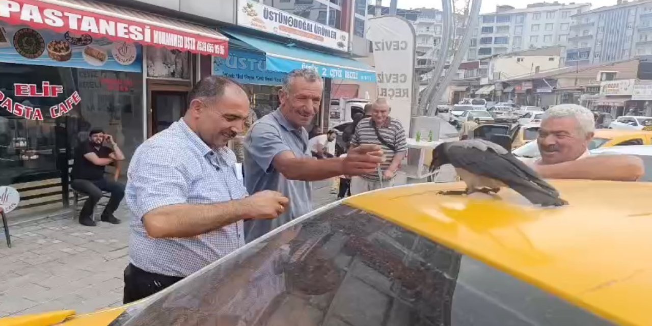 Adilcevaz’da kasap ile karga arasındaki dostluk gülümsetti