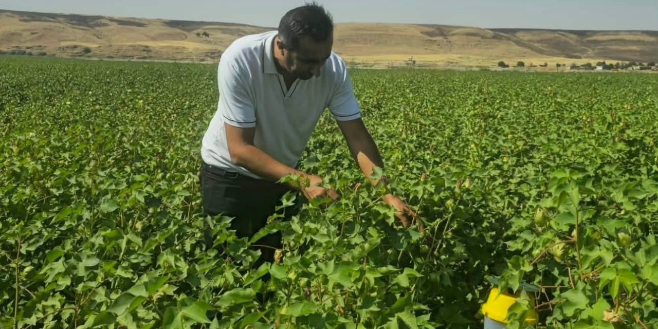 Cizre’de pamuk üreticileri biyoteknik mücadeleye yöneliyor