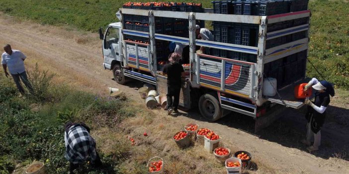 Bitlis domates hasadında bölgede 1’inci, Türkiye’de 7’nci sırada