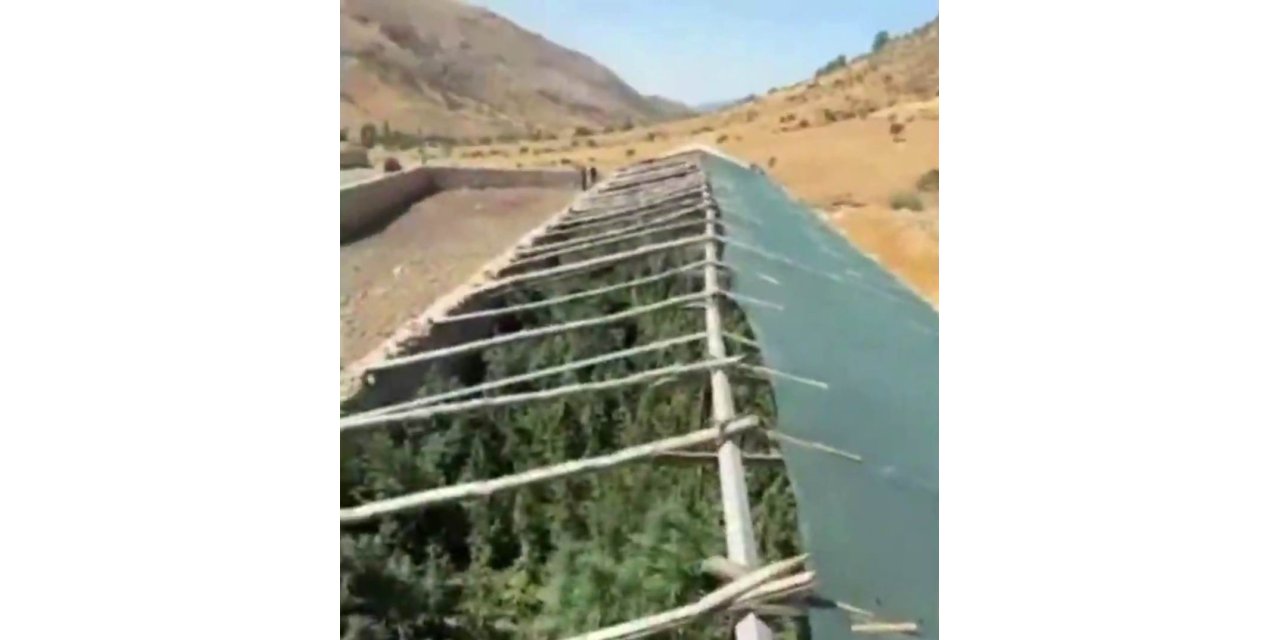 Ergani'de mini sera kurup kenevir yetiştirmişler