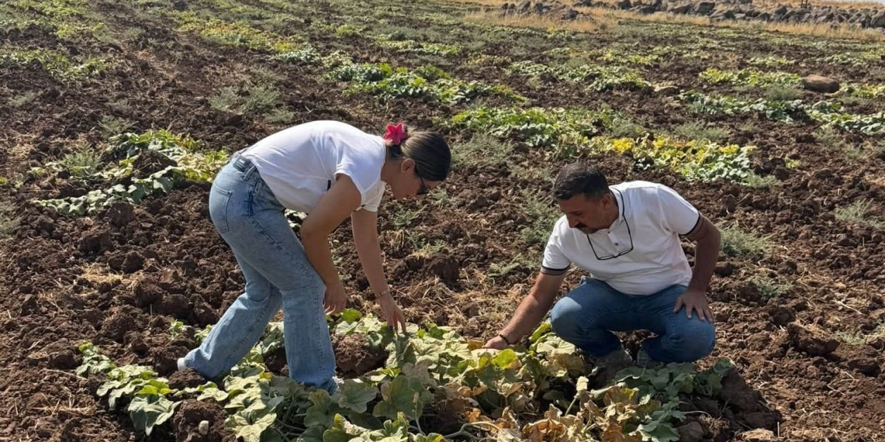 Cizre’de kavun ve karpuz üretim alanlarında kontrol
