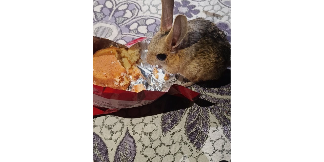 Yer sofrasına gelen Arap tavşanına kek ikram etti