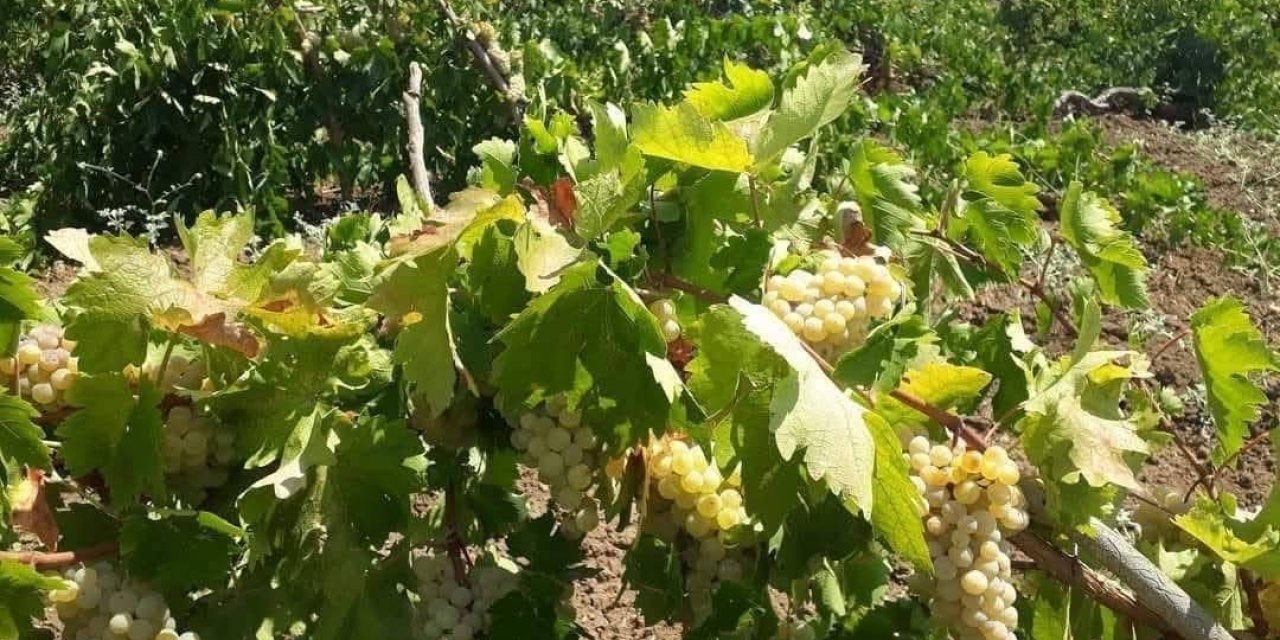 Çüngüş’te üzüm hasadı yapıldı