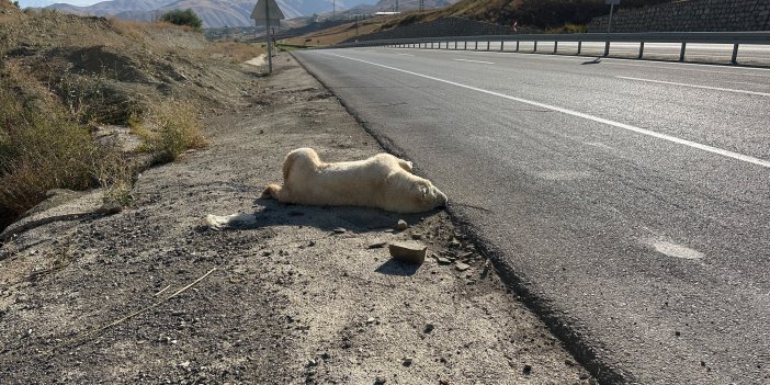 Araç çarpan çoban köpeğinin cansız bedeni 3 gündür yolda