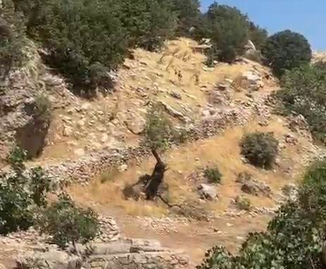 Diyarbakır'ın Çermik ilçesinde yaban keçileri görüldü