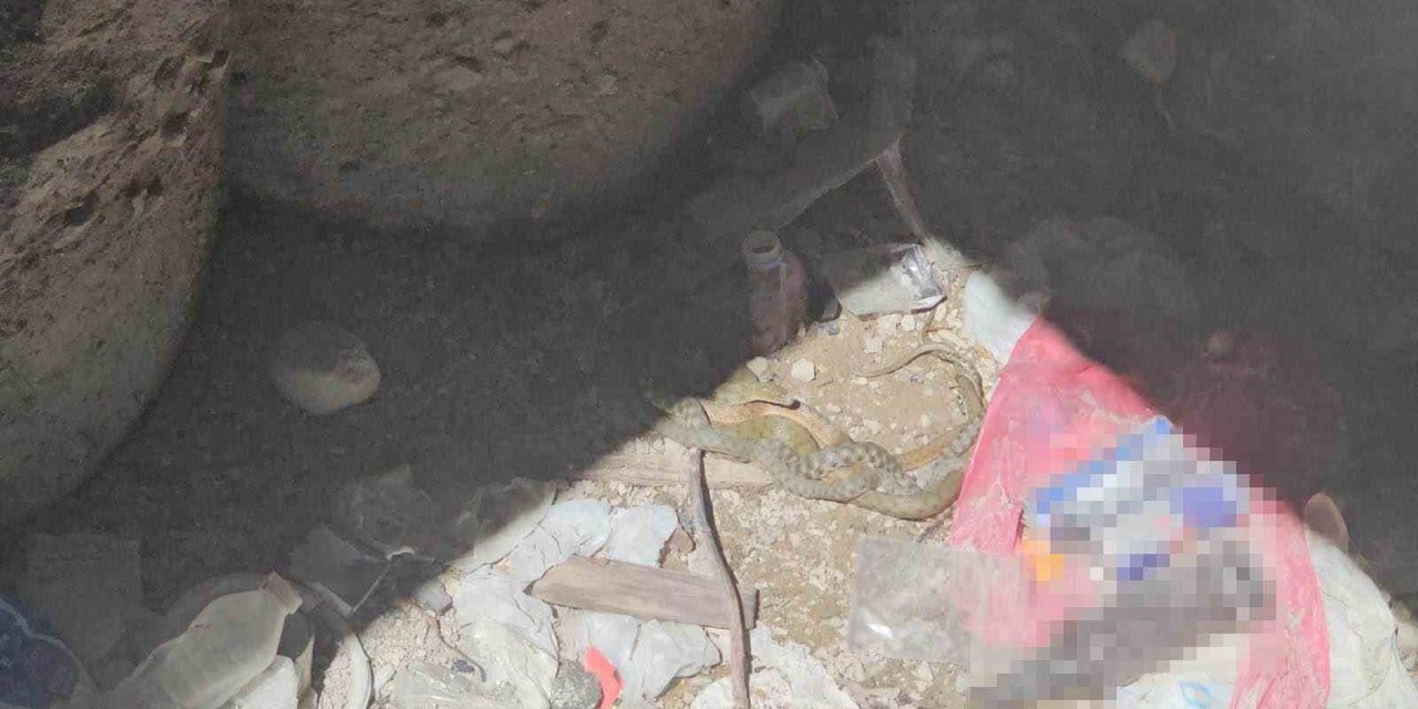 Bitlis'te damalı su yılanlarının toplu dansı görüntülendi