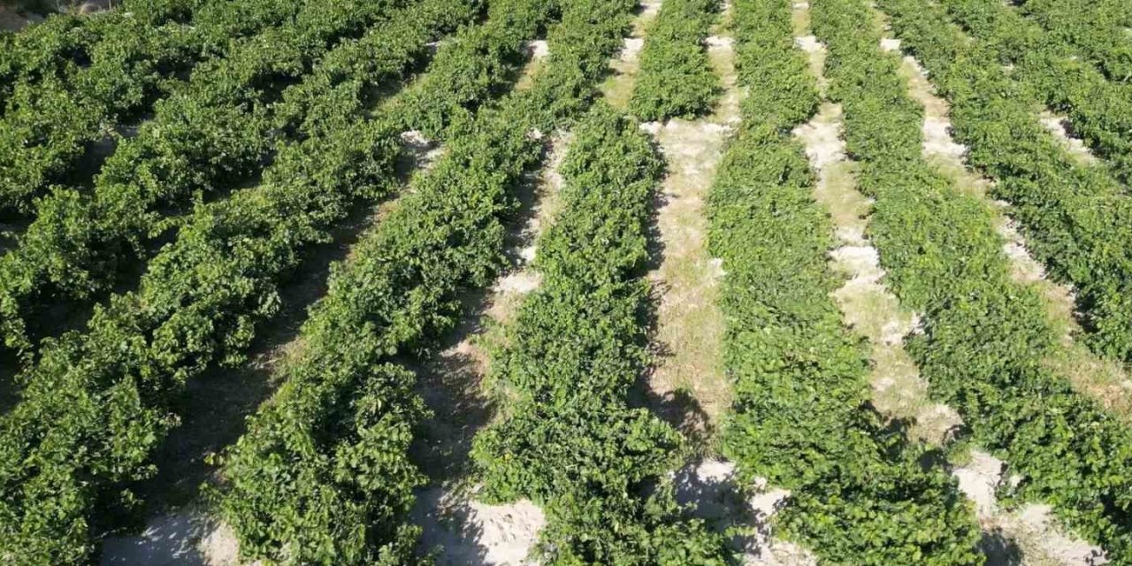 2 bin 800 yıllık coğrafi işaretli Erciş üzümünde bağ bozumu başladı