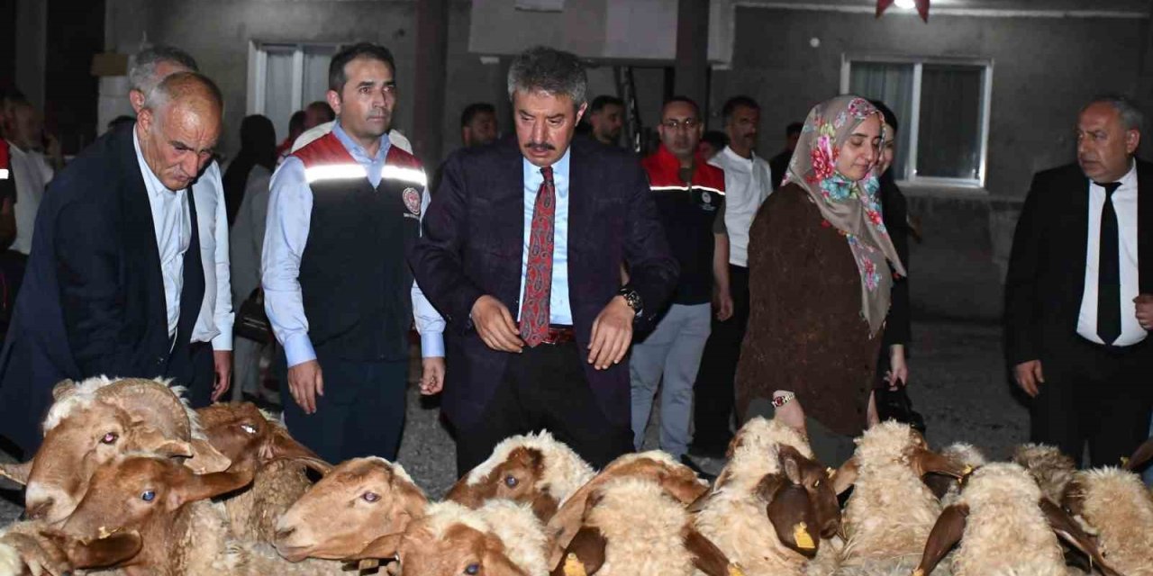Cizre’de kadın çiftçiye 100 adet küçükbaş hayvan verildi