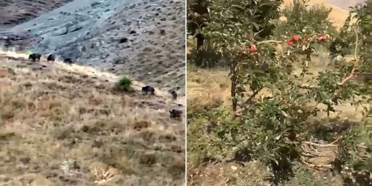 Esendere'de domuzlar elma bahçelerini talan etti