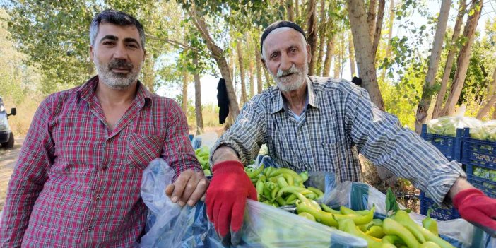 Yetiştirdiği biberlerle bölgenin ihtiyacını karşılıyor