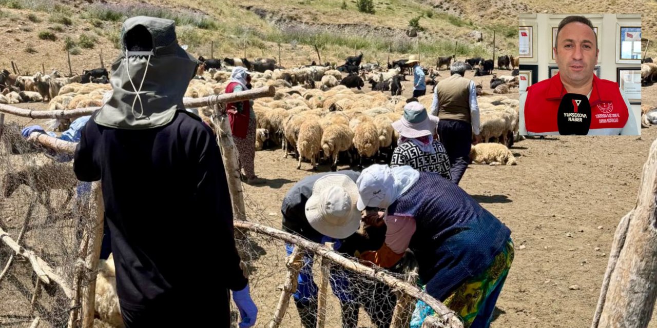 Yüksekova’da hayvanlara yönelik aşılama ve sağlık taraması sürüyor