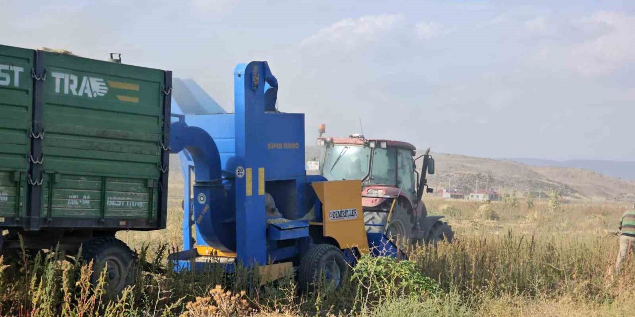 Adilcevaz’da fasulye hasadına başlandı