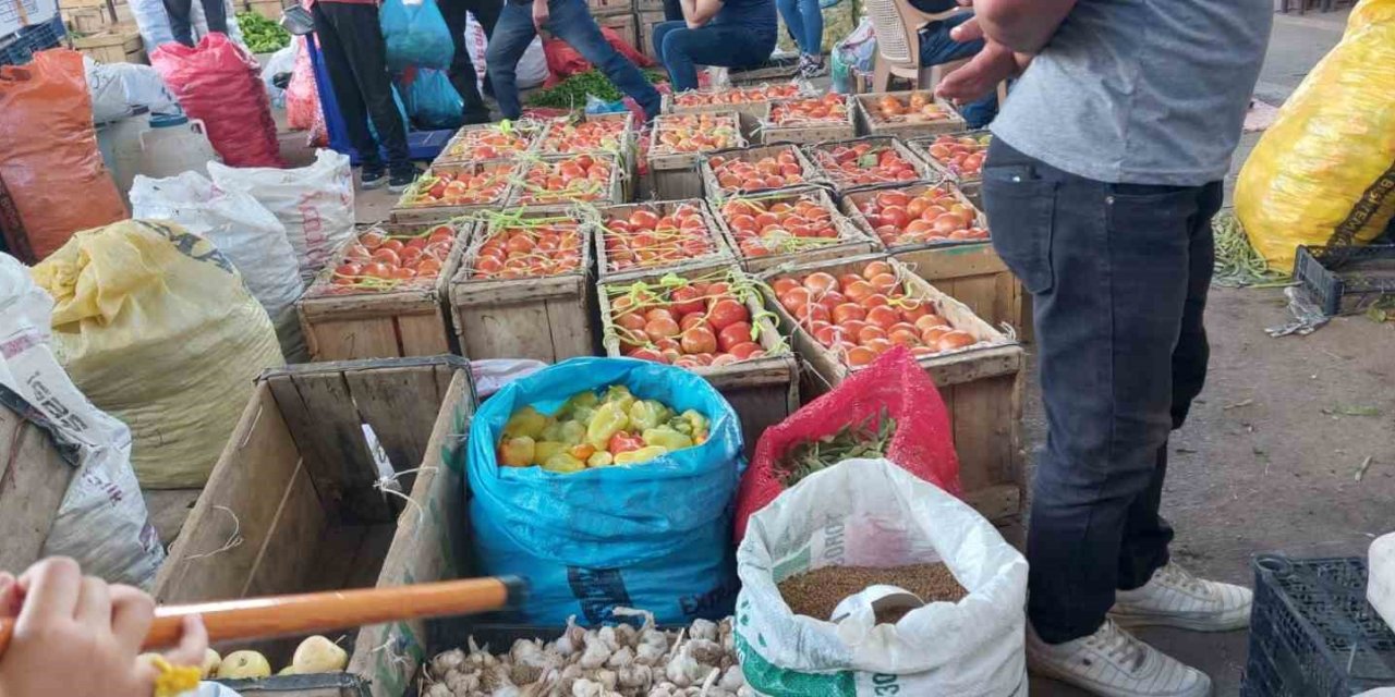 Çüngüş’te organik domates hasadı