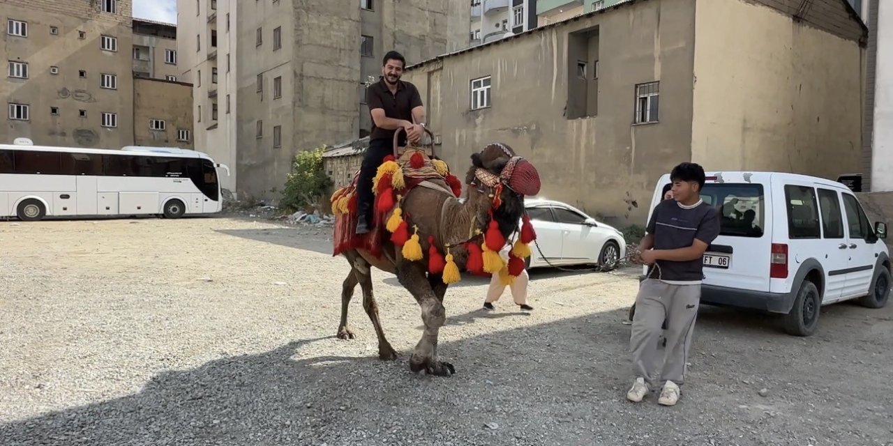 Yüksekova’ya getirilen develer ve midilli atları ilgi gördü