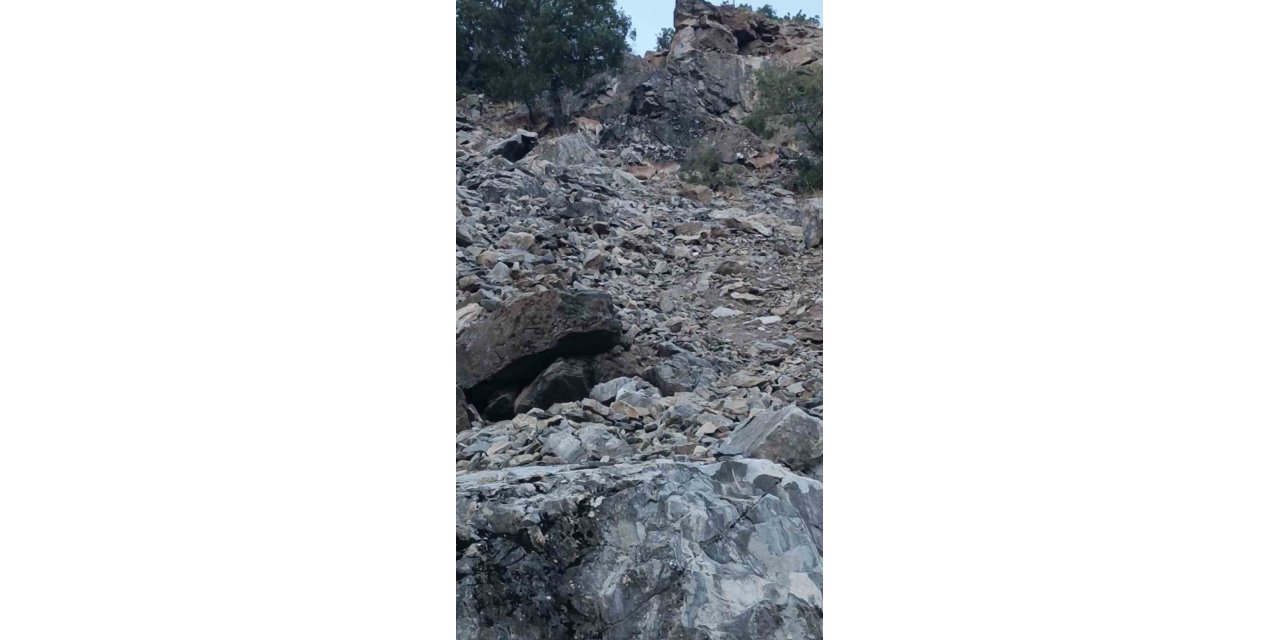 Diyarbakır’da nesli koruma altında bulunan dağ keçileri görüntülendi