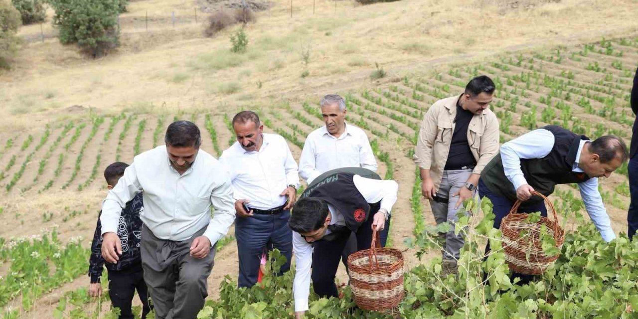 Şemdinli’de üzüm hasadı başladı