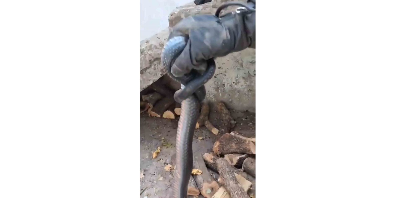 Diyarbakır’da odunluğa giren yılan korkuttu