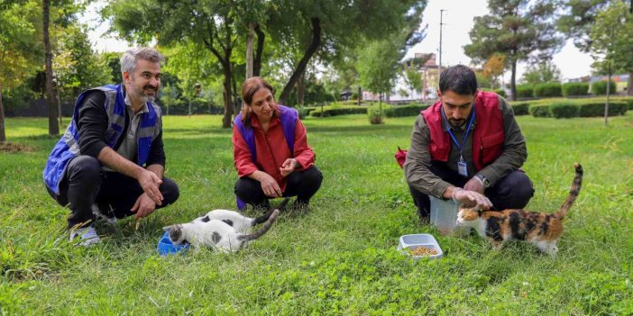 Amed'de sokak hayvanları için farkındalık çalışması