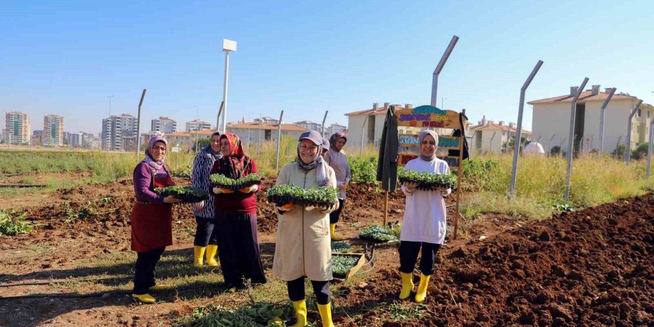 Diyarbakır'da kent bostanında kışlık üretim dönemi başladı