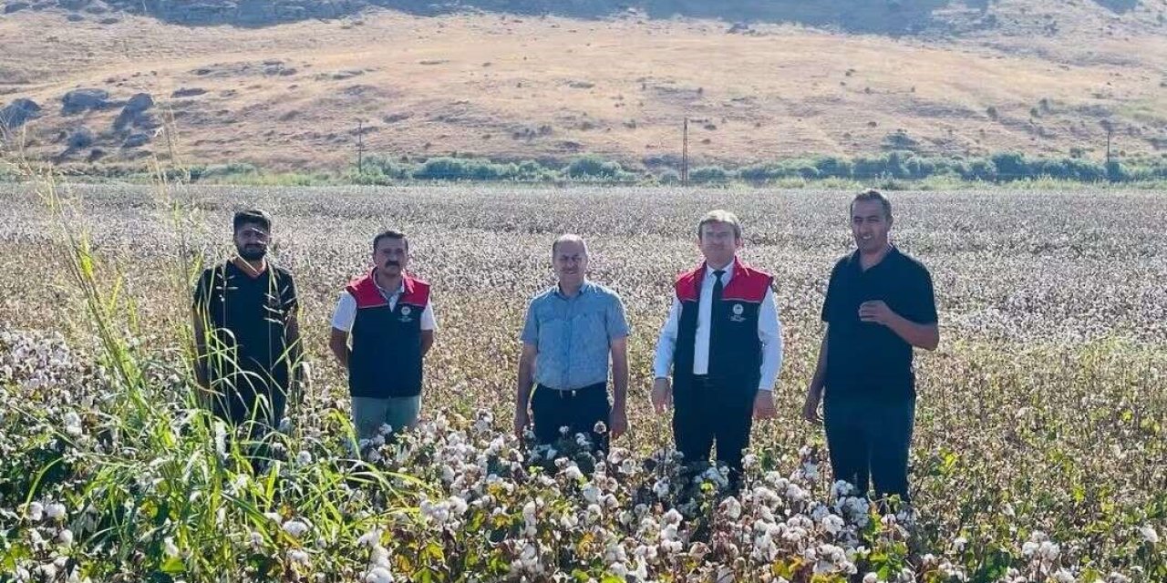 Cizre’de pamuk mesaisi başladı