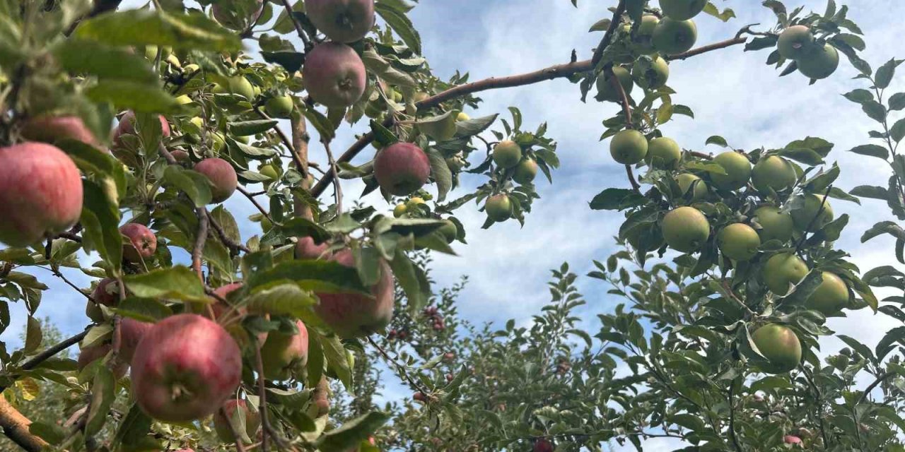 Van’da bir ağaçta hem kırmızı hem yeşil elma