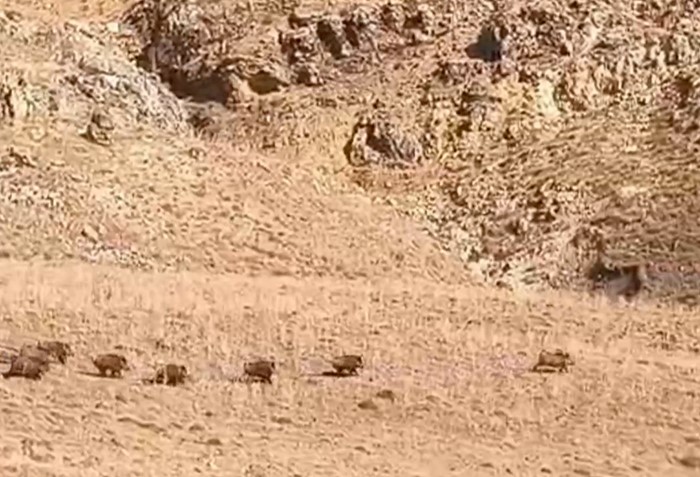 Van’da domuz sürüsü görüntülendi