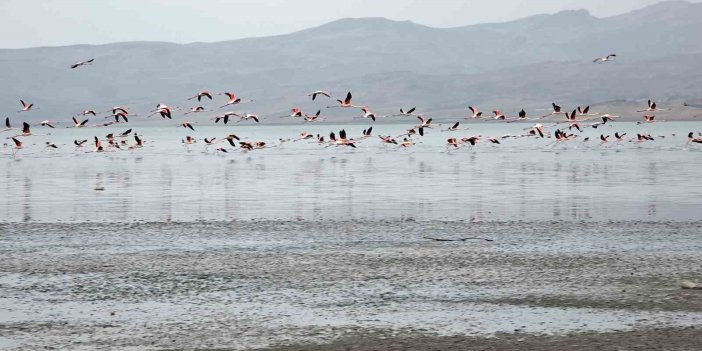 Van Gölü havzasında flamingoların görsel şöleni