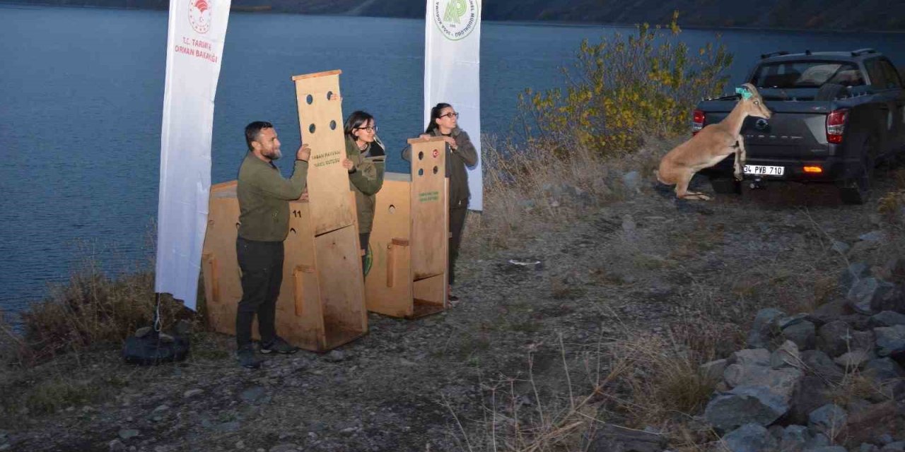 Bitlis’te yaban hayvanları doğal yaşam alanlarına kavuştu
