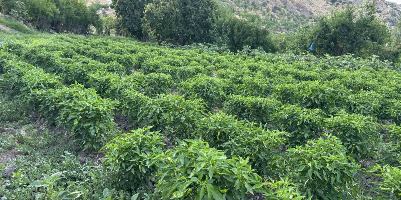 Coğrafi tescilli Çermik biberinde hasat dönemi