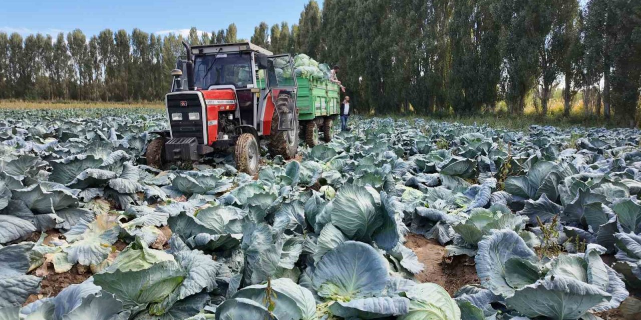 Erciş’te tescilli lahana hasadı başladı