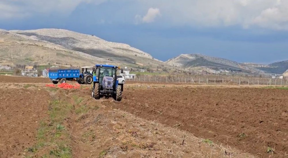 ERgani'de patates ekimi başladı
