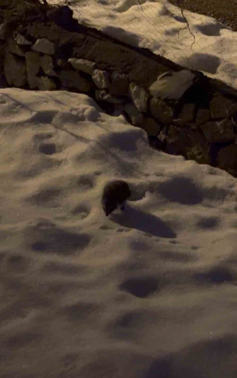 Kış uykusundan uyanan kirpi kar üzerinde ilerlerken görüntülendi