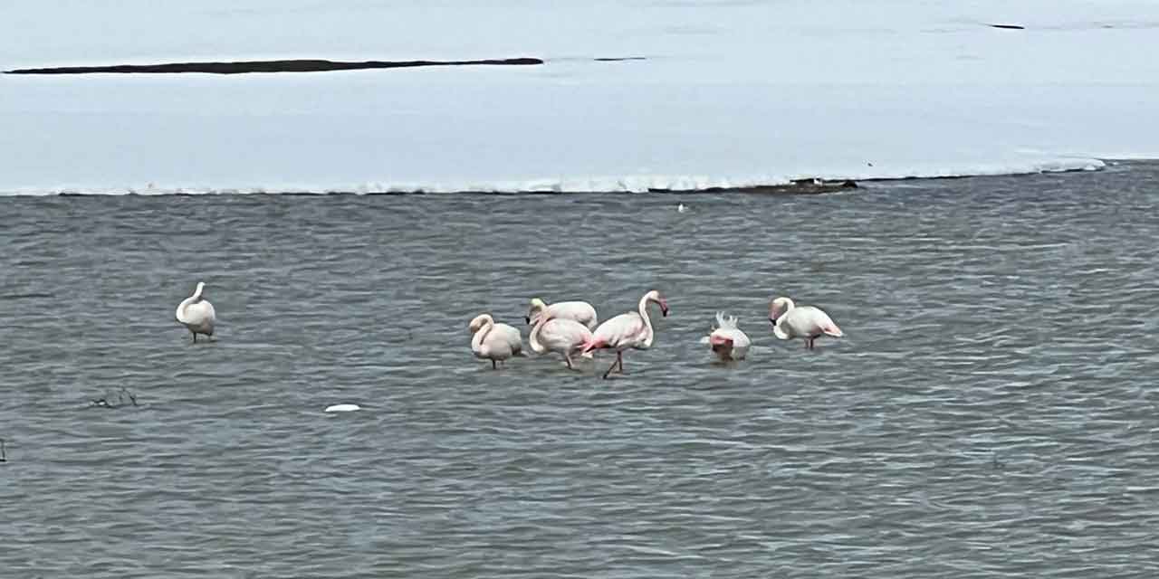 flamingo3.jpg
