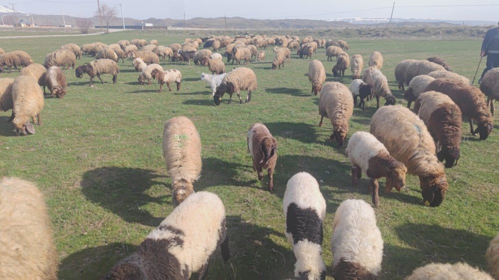 Bitlis'te havaların ısınmasıyla koyunlar meraya çıktı