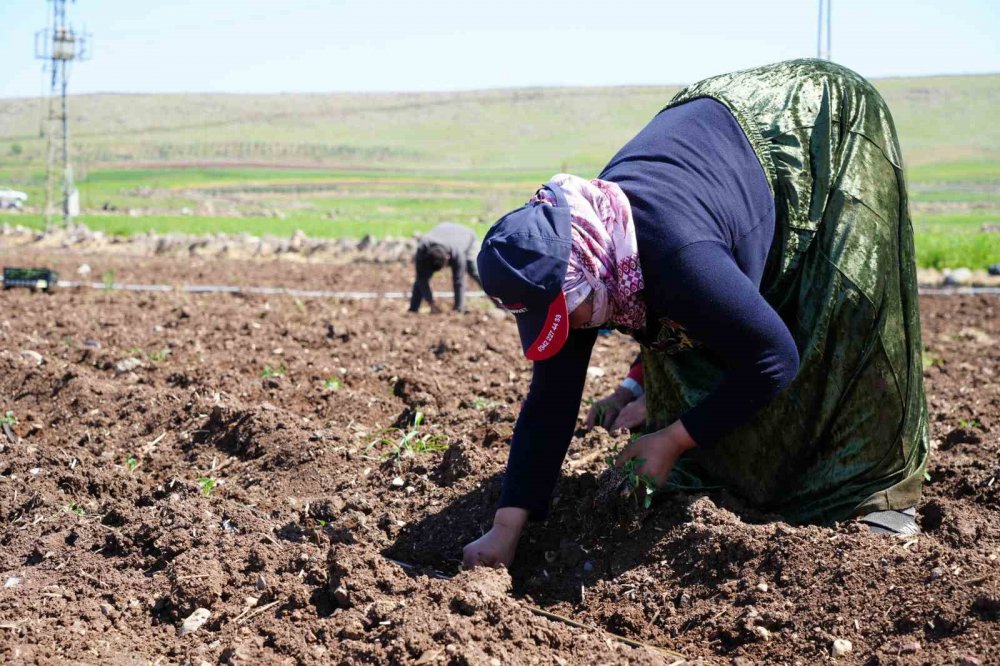 Kilis’te çiftçilerin zorlu çalışması Ramazan’da da devam ediyor