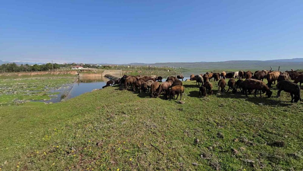 Elazığ’a baharın gelişiyle koyun sürüleri otlağa indi