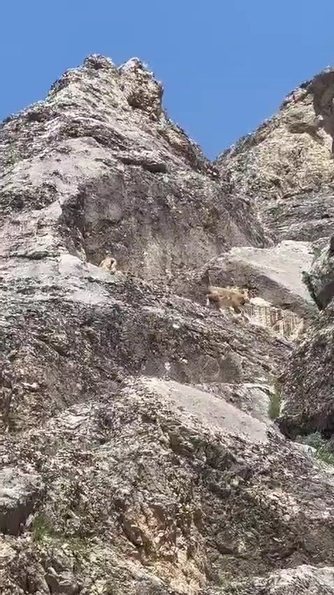 Palu'da dağ keçileri görüntülendi