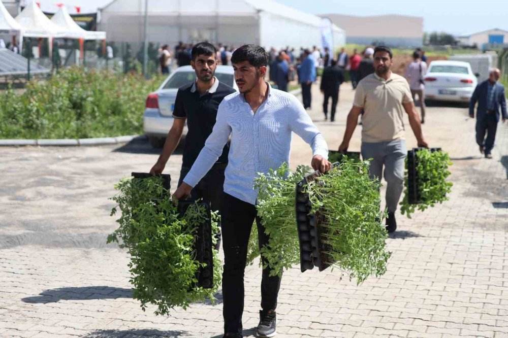 Urfa’da çiftçilere 2 milyon sebze fidesi dağıtıldı