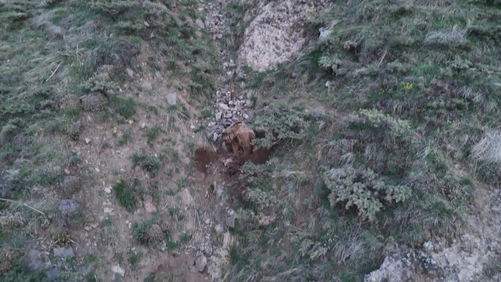 Pülümür'de ahıra girip keçileri telef eden ayılar leşleri gömerken dron kamerasına yakalandı