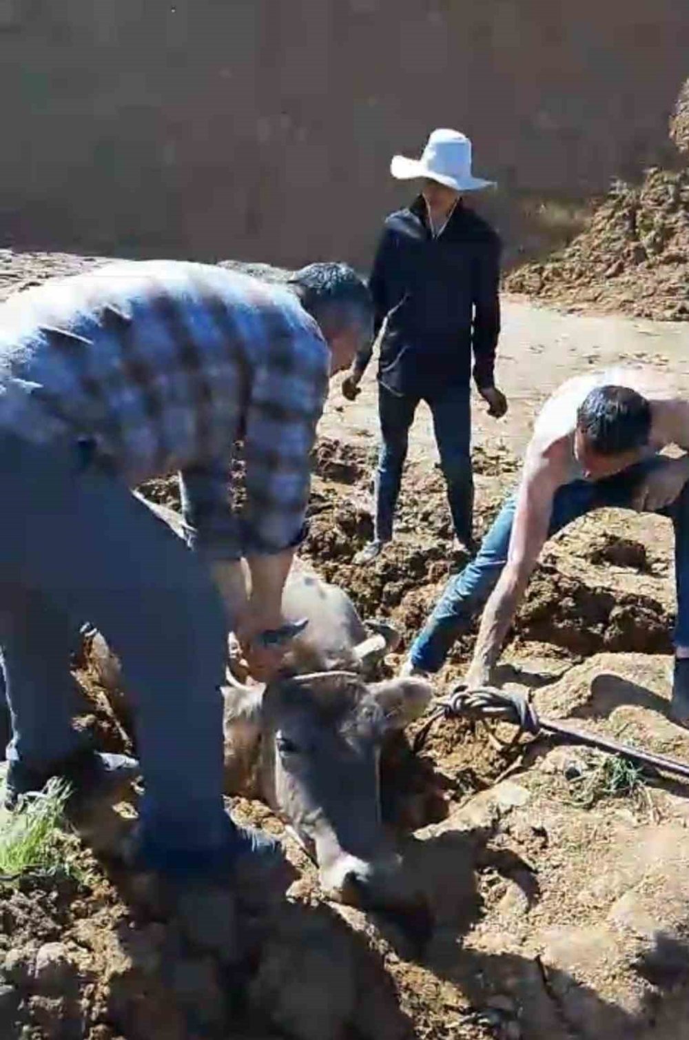 Bataklıkta mahsur kalan ineği itfaiye kurtardı