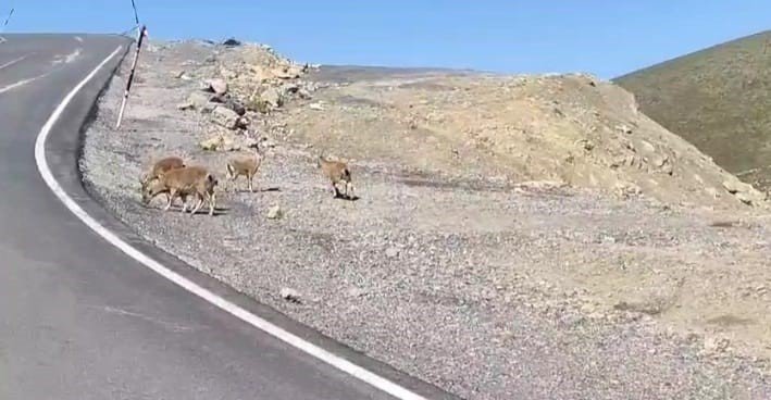 Dağ keçileri Çukurca'da sürü halinde görüntülendi