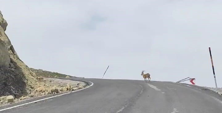 Dağ keçileri Çukurca'da sürü halinde görüntülendi