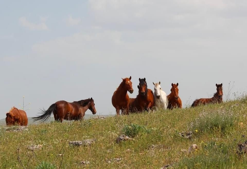 Elazığ’da yılkı atları görüntülendi