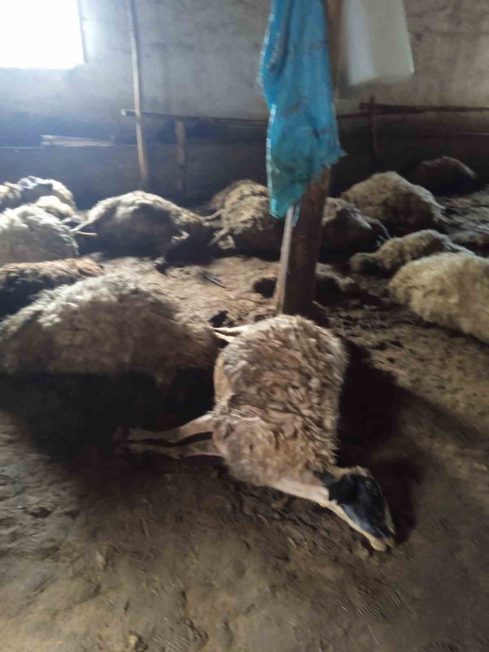 Erciş’te ahırda havasız kalan koyunlar öldü