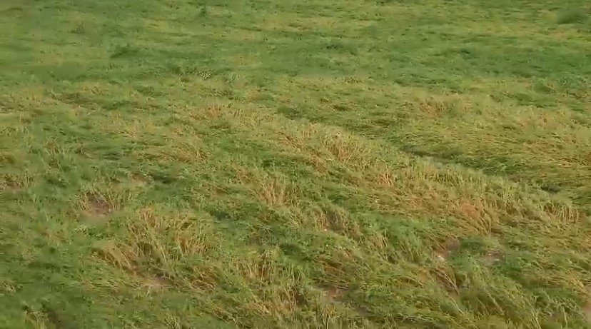 Hazro'da dolu yağışı ekili arazileri vurdu