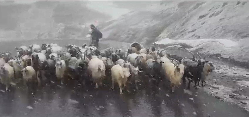 Kara yakalanan kuzuları araçlarına alarak görev yaptıkları okula götürdüler