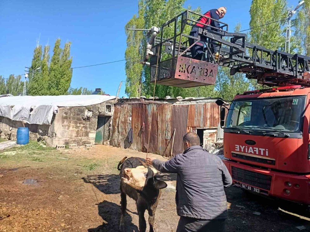 Bataklığa saplanan inekleri itfaiye ekibi kurtardı