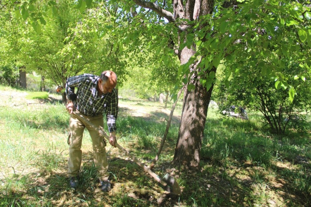 Dersim'de dut üreticileri yeni sezon için bahçeye indi