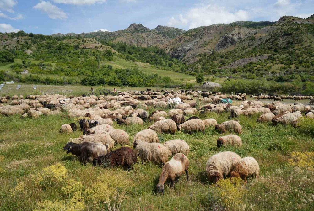 Koyunlar Muş yaylalarına doğru yola çıkarıldı